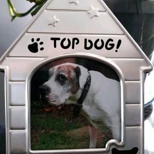 Meet your Posher, Rose